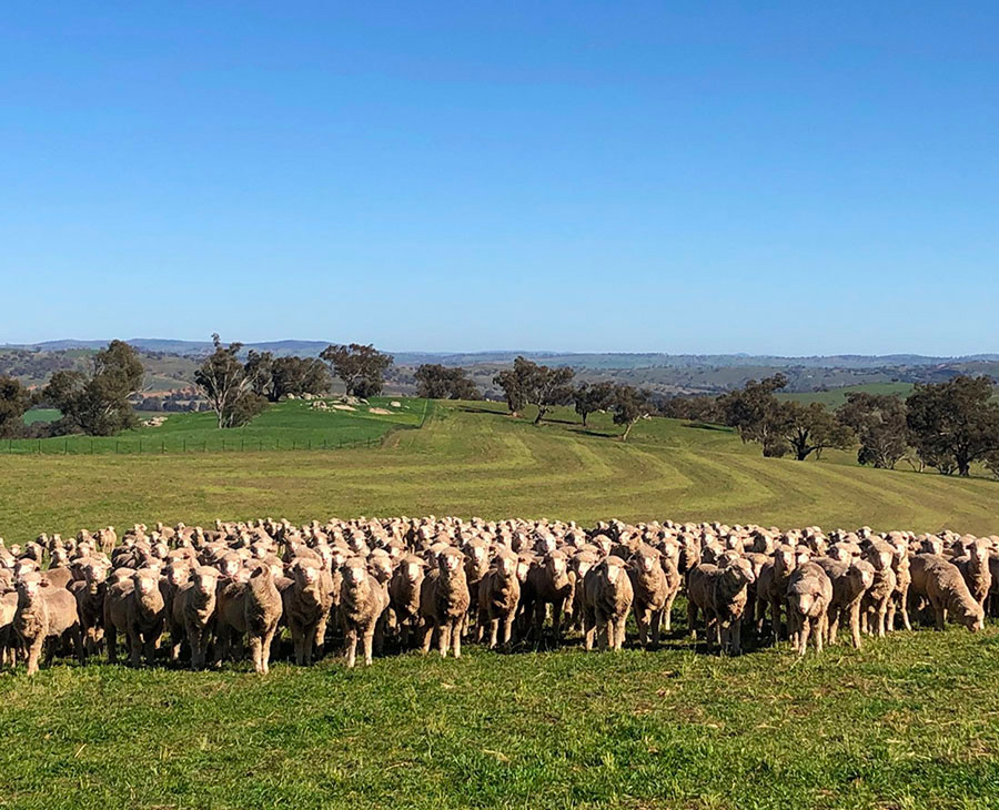 Benangaroo Farm